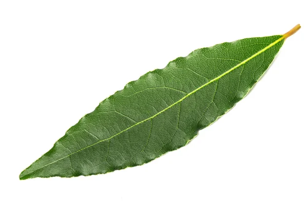 Hoja Laurel Aislada Sobre Fondo Blanco — Foto de Stock