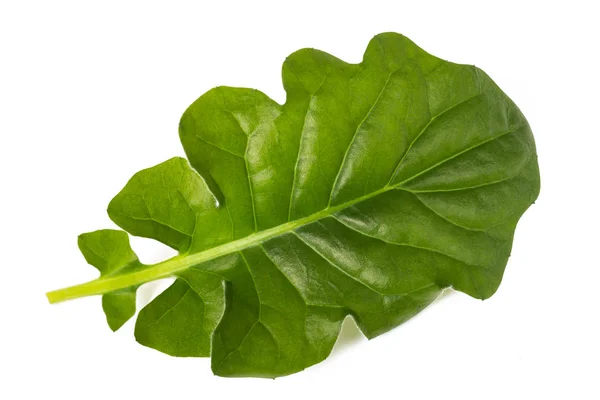 Gerbera Leaf Isolated White Background — Stock Photo, Image