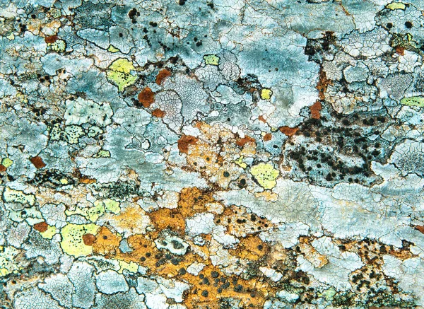 Texture Lichene Multicolore Una Roccia — Foto Stock