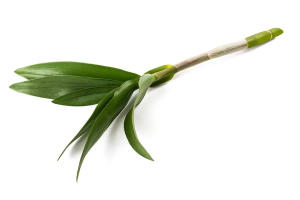 Ramo Orquídea Isolado Fundo Branco — Fotografia de Stock