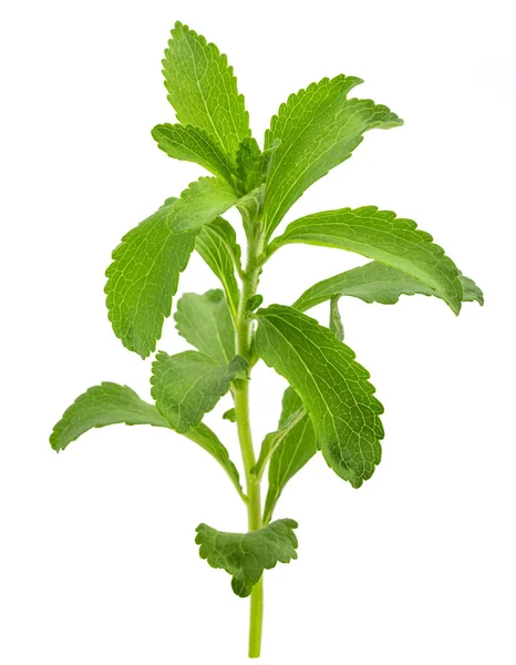 Stevia Rebaudiana Białym Tle — Zdjęcie stockowe