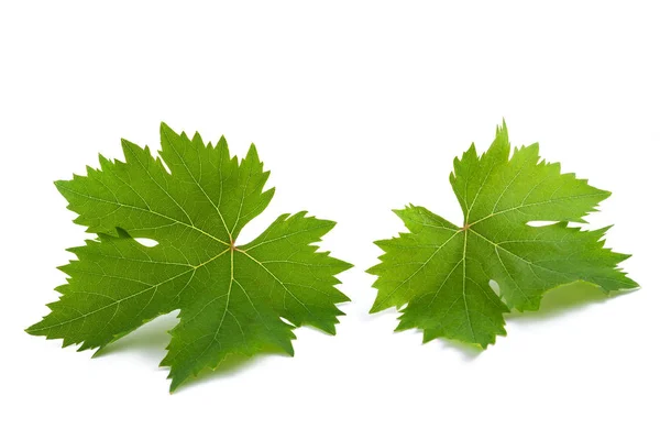 Vine Leaves Isolated White Background — Stock Photo, Image