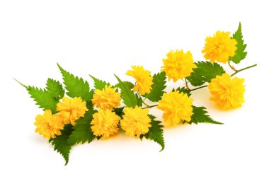 Beyaz arka plan üzerinde izole Kerria (Kerria japonica)