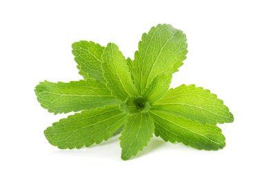 Beyaz arka plan üzerinde izole stevia rebaudiana