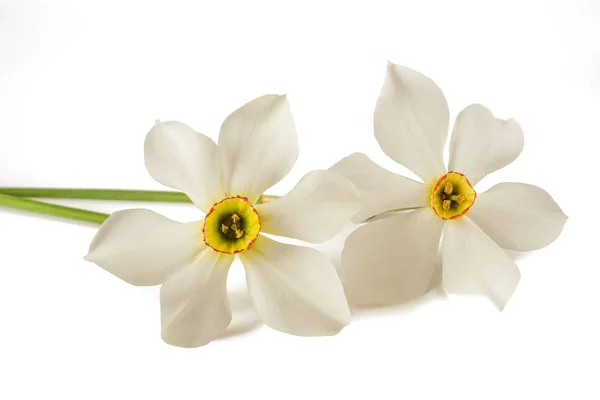 Witte Narcissen Narcissus Poeticus Geïsoleerd Witte Achtergrond — Stockfoto