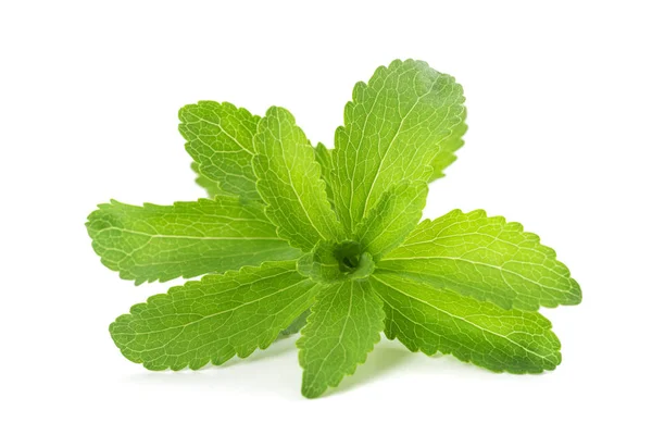 Stevia Rebaudiana Elszigetelt Fehér Background — Stock Fotó