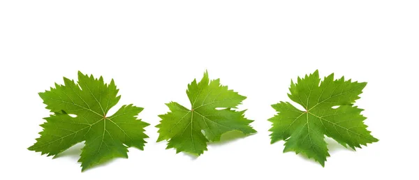 Feuilles Vigne Isolées Sur Fond Blanc — Photo