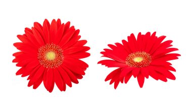 Gerbera çiçekleri beyaz arkaplanda izole edilmiş