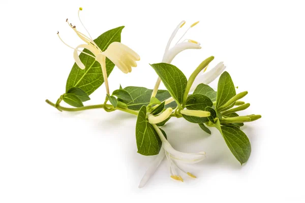 Honeysuckle Flowers Leaves Isolated White Background — Stock Photo, Image