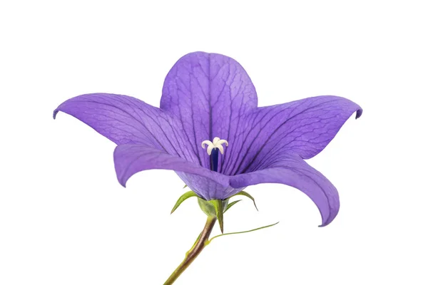 Balloon Flower Bellflower Isolated White Background — Stock Photo, Image