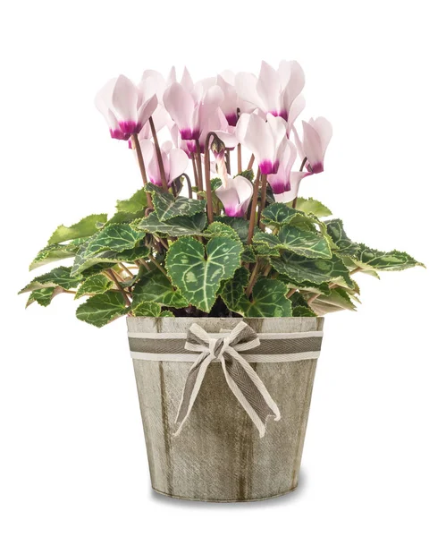 Cyclamen Pflanze Mit Blüten Der Vase Isoliert Auf Weiß — Stockfoto
