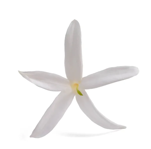 Yasemin Çiçeği Üzerinde Beyaz Izole — Stok fotoğraf