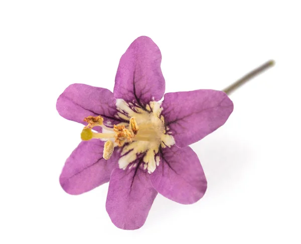 Cabeza Flor Goji Aislada Sobre Fondo Blanco — Foto de Stock