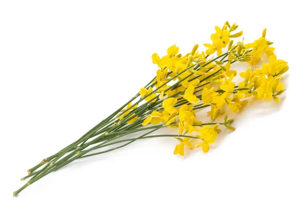 Kvast Blommor Isolerad Vit Bakgrund — Stockfoto