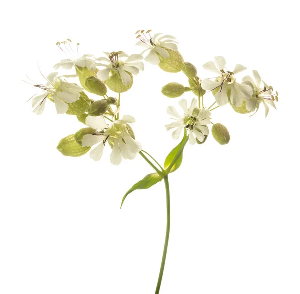 Flores Campião Bexiga Silene Vulgaris Isolado Branco — Fotografia de Stock