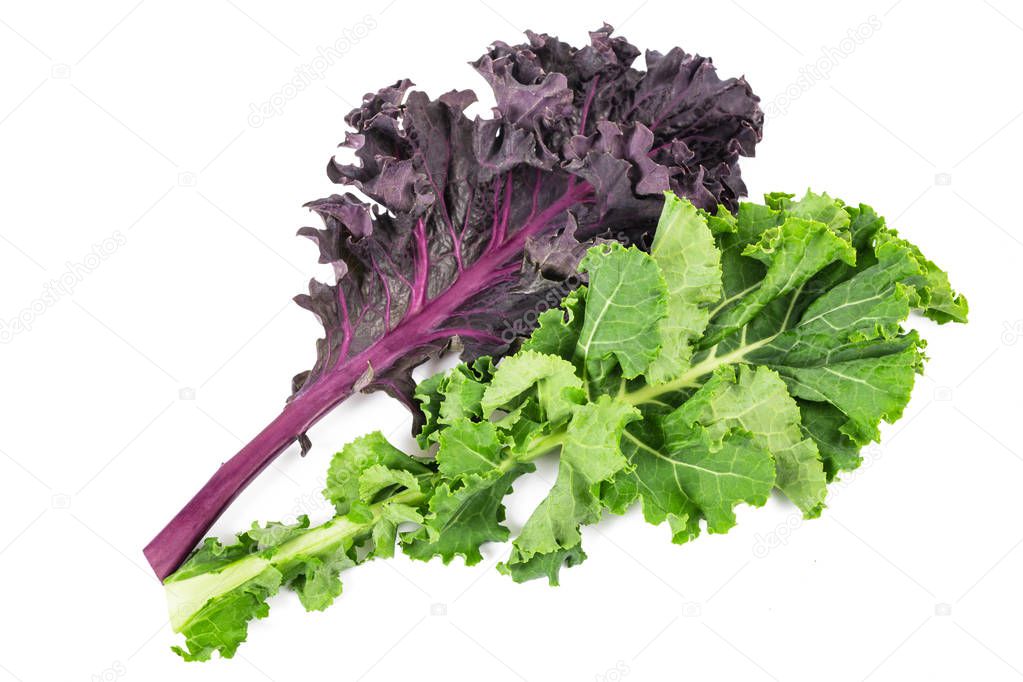 Red and green curly kale isolated on white