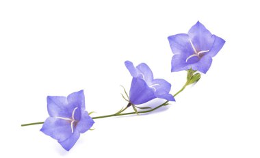 Bellflowers isolated on white. Campanula rotundifolia clipart