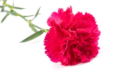Beyaz arkaplanda izole edilmiş pembe karanfil.
