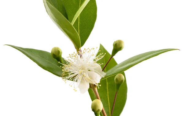 Gemeenschappelijke Myrtle Tak Met Bloemen Geïsoleerd Wit — Stockfoto