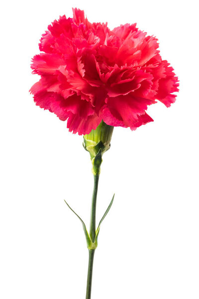Pink carnation head isolated on white background