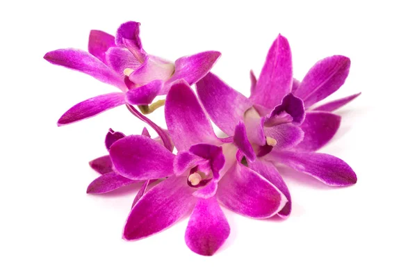 Orchidée Rocheuse Rose Isolée Sur Fond Blanc — Photo