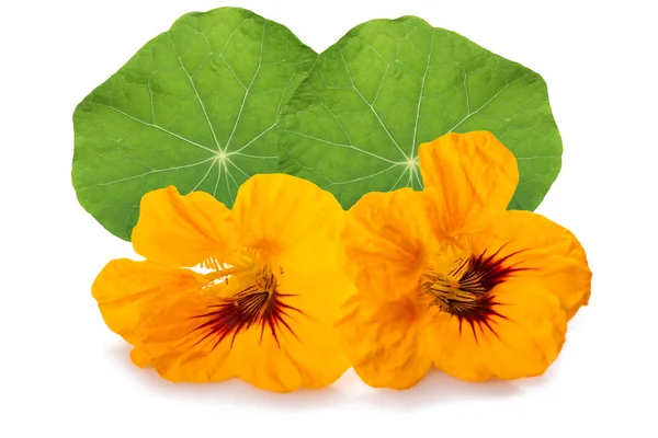 Fleurs Nasturtium Isolées Sur Fond Blanc — Photo