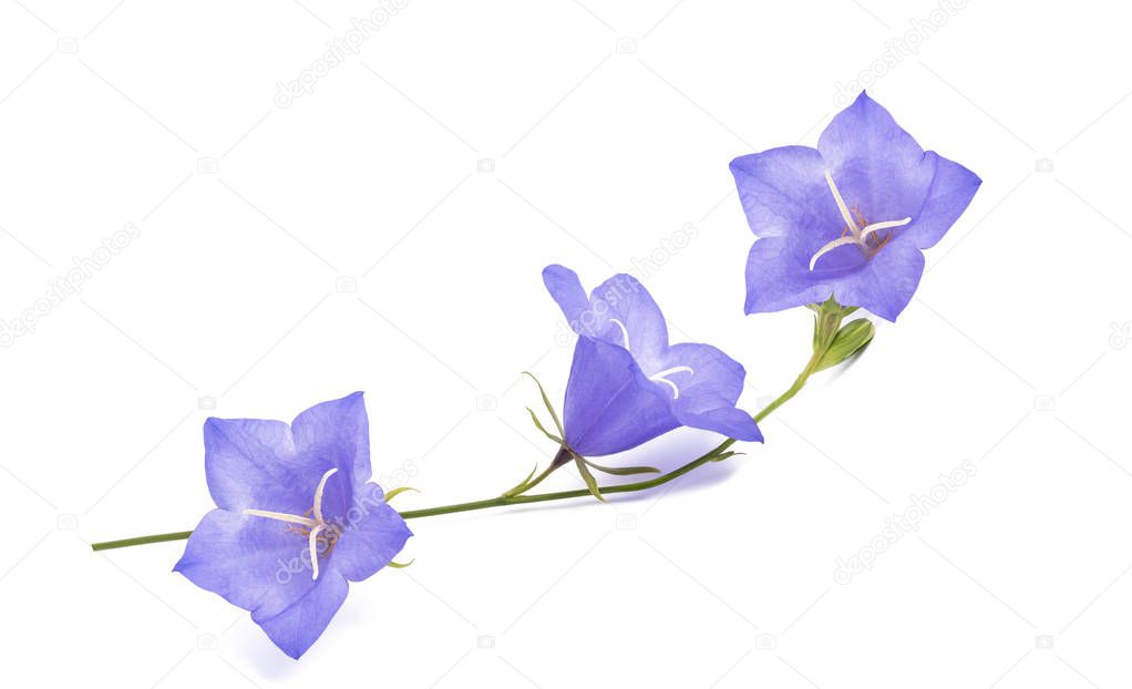 Bellflowers isolated on white. Campanula rotundifolia