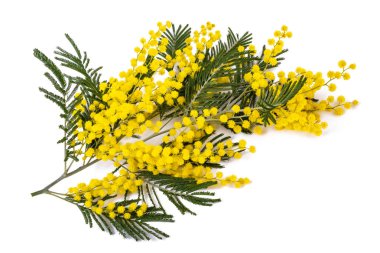  mimoza 