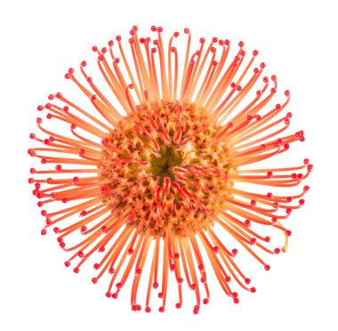 Leucospermum cordifolium