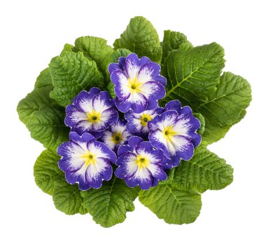 çuha çiçeği