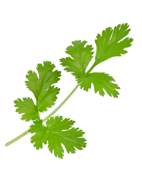 Coriander