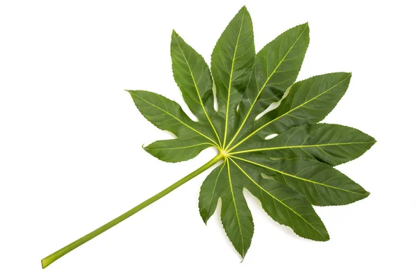 Aralia (Fatsia japonica) — Stockfoto