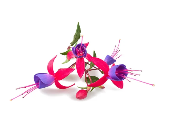 Fuchsia branch with flowers — Stock Photo, Image