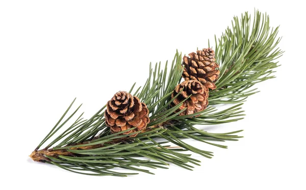 Mugo pine — Stock Photo, Image