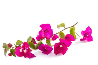 Bougainvillea  clipart