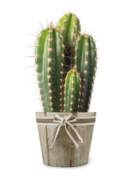 Planta de cactus en jarrón — Foto de Stock