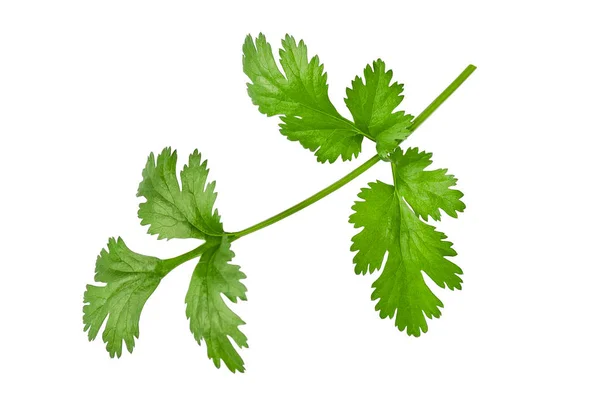 Coriander — Stock Photo, Image