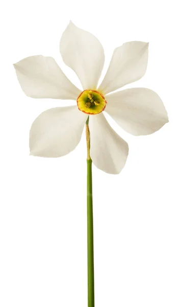 White daffodil flower — Stock Photo, Image
