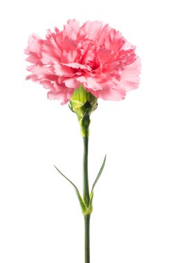 pembe karanfil