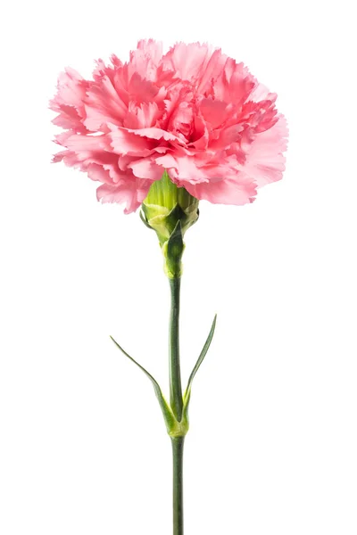 Roze anjer — Stockfoto