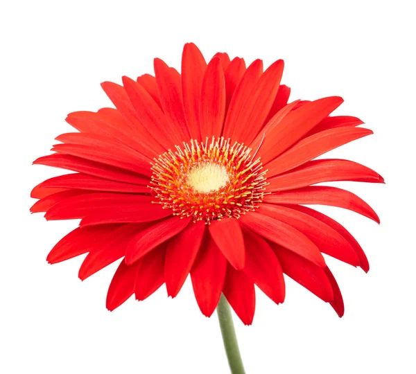 Kırmızı gerbera — Stok fotoğraf