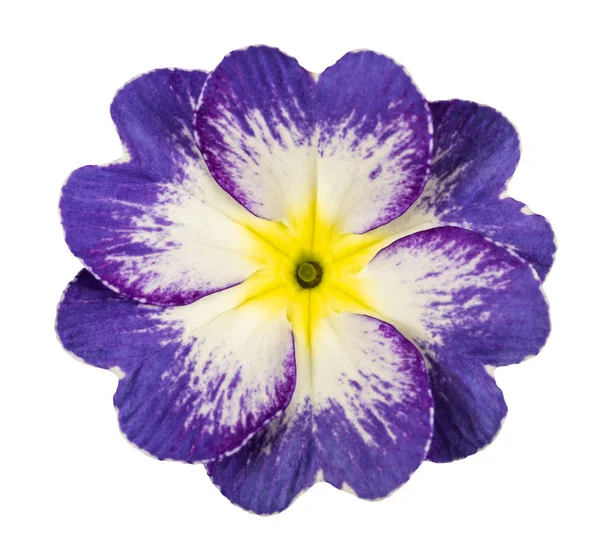 サクラソウの花 — ストック写真