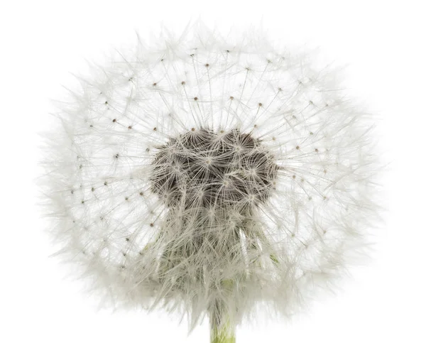 Bola bundar Dandelion — Stok Foto