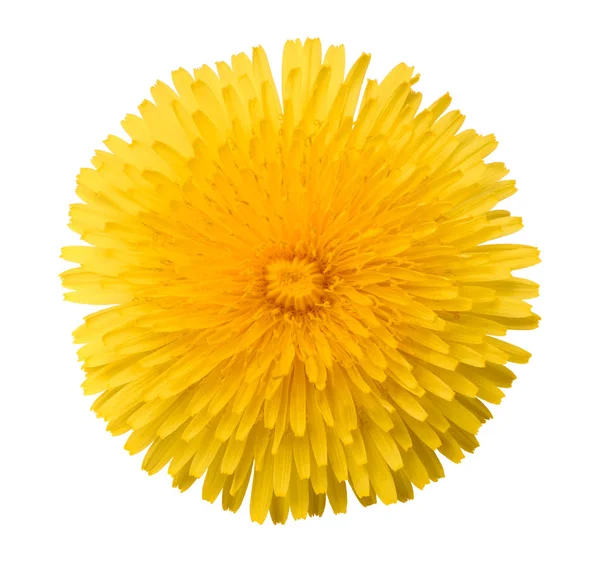 Pampeliška květin head — Stock fotografie