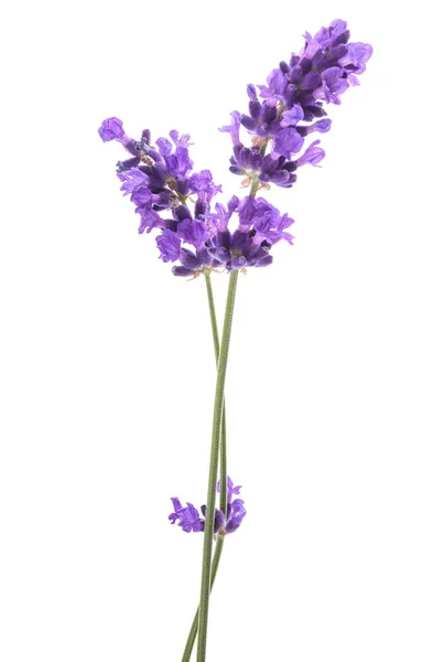 Lavendel blommor — Stockfoto