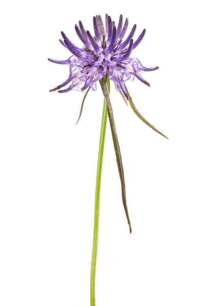 Rampion — Stok fotoğraf