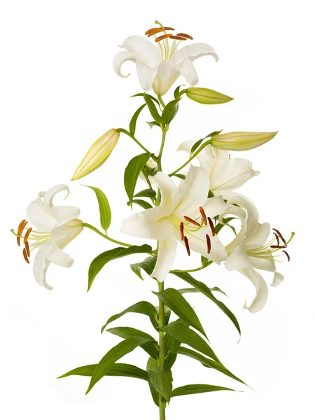 White Lily plant — Stockfoto
