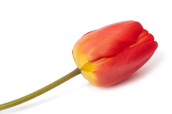 Red tulip flower — Stockfoto