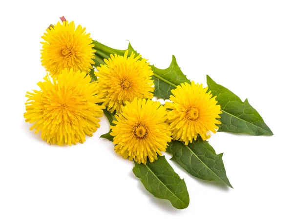 Dandelion — Stock Photo, Image