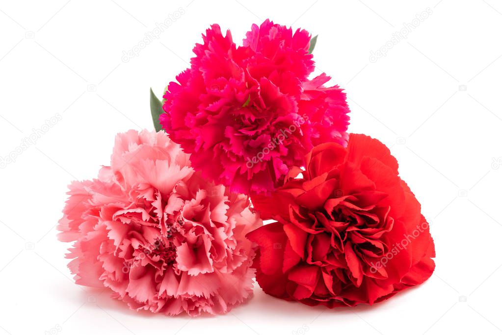 Carnations